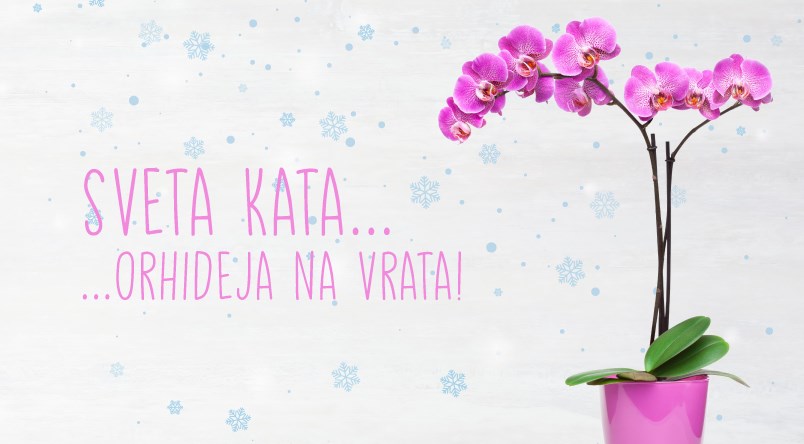 Sveta Kata – Orhideja na vrata